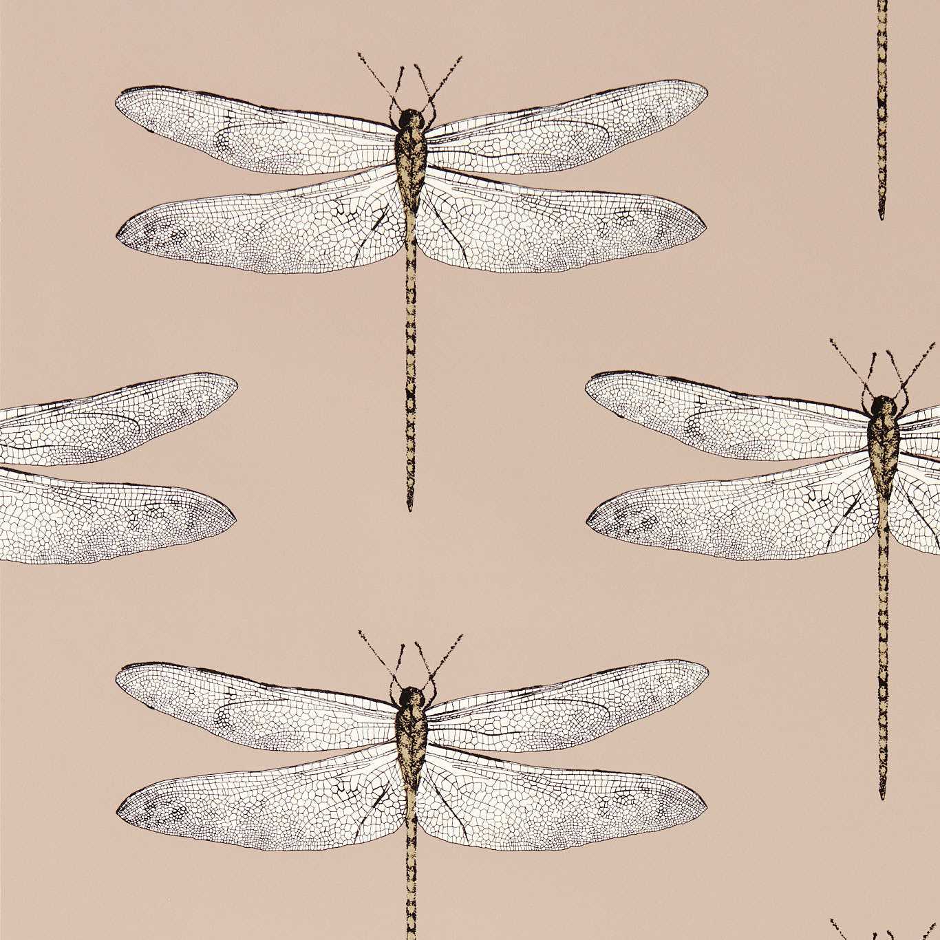 Harlequin Demoiselle