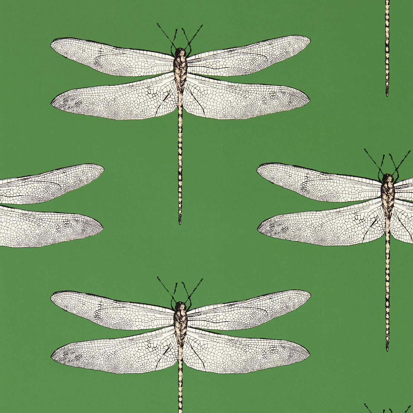 Harlequin Demoiselle