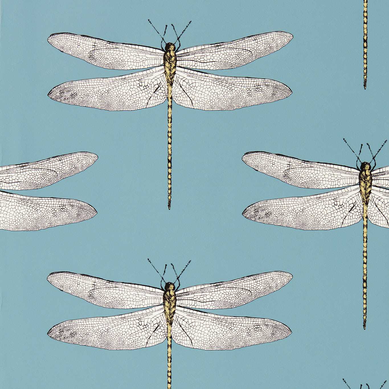 Harlequin Demoiselle