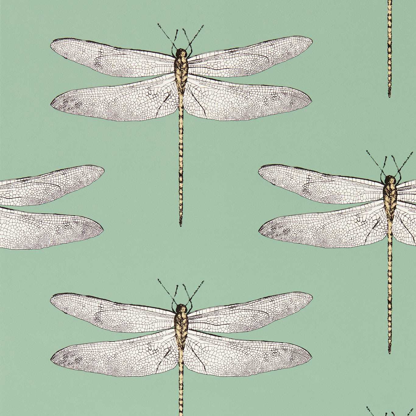 Harlequin Demoiselle