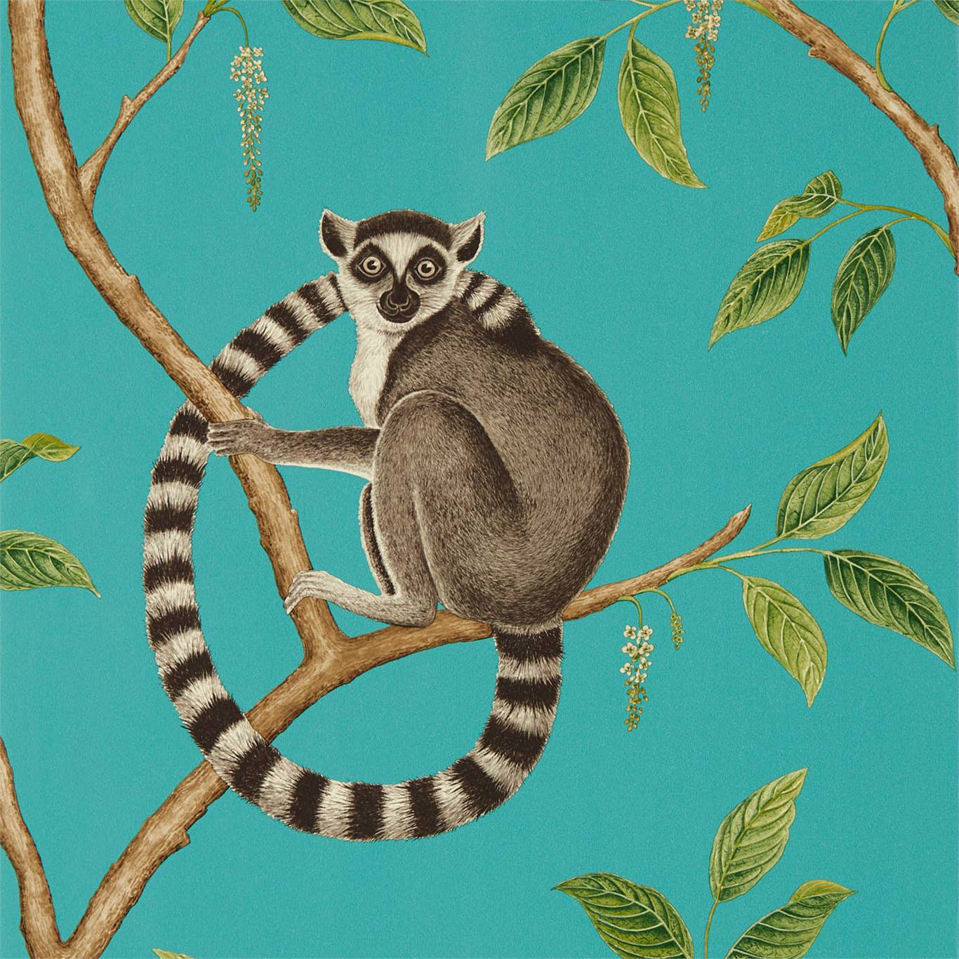 Sanderson Ringtailed Lemur
