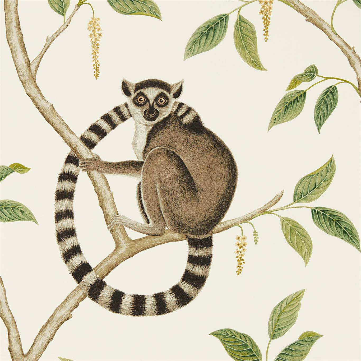 Sanderson Ringtailed Lemur