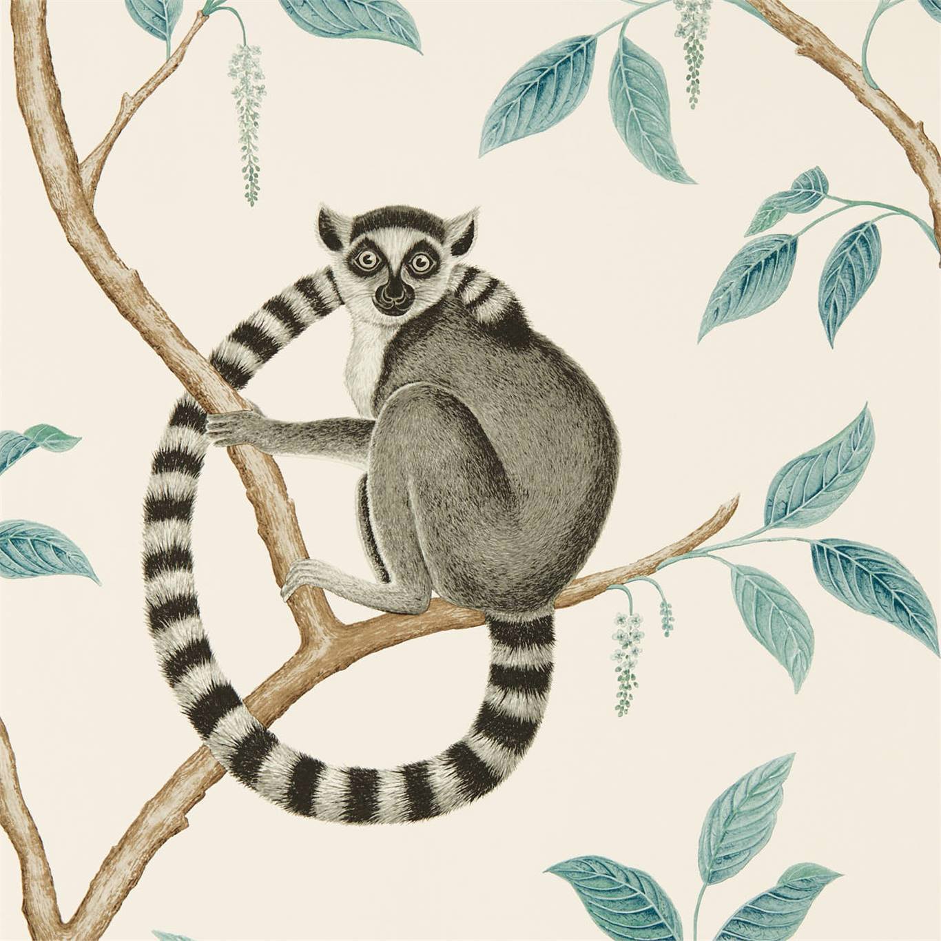 Sanderson Ringtailed Lemur