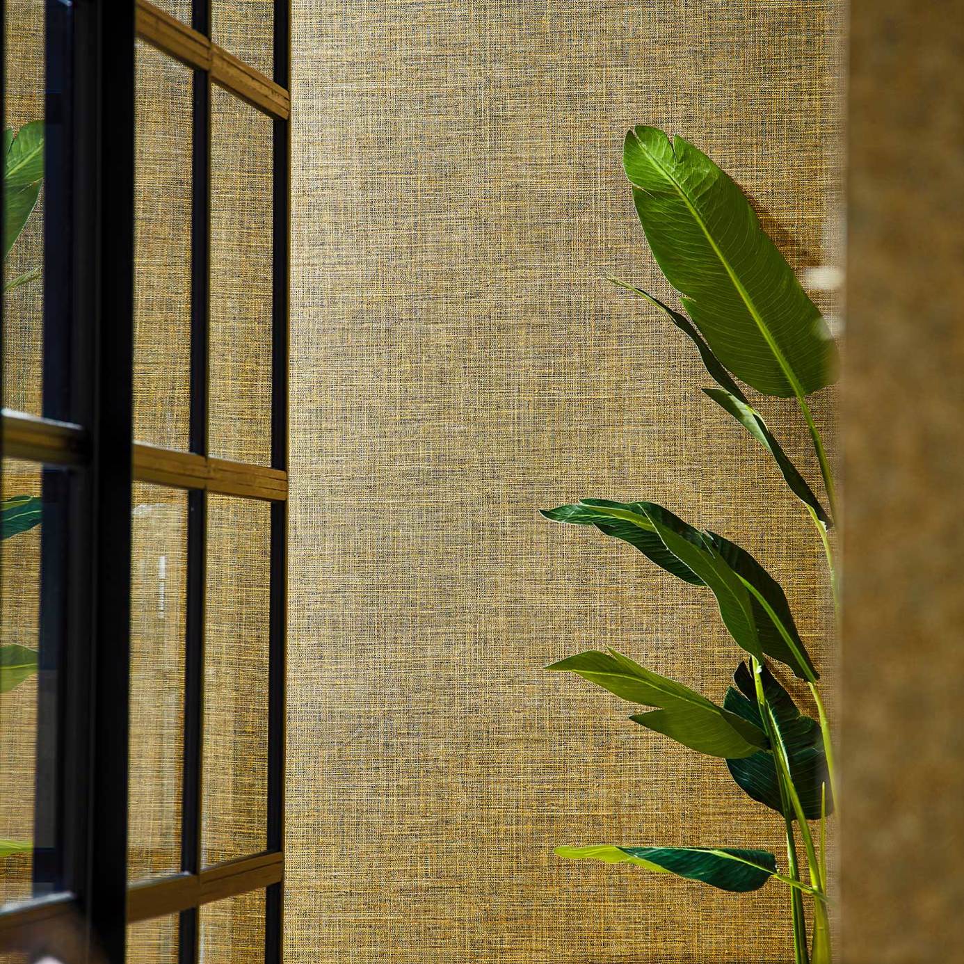 Harlequin Seri Raphia