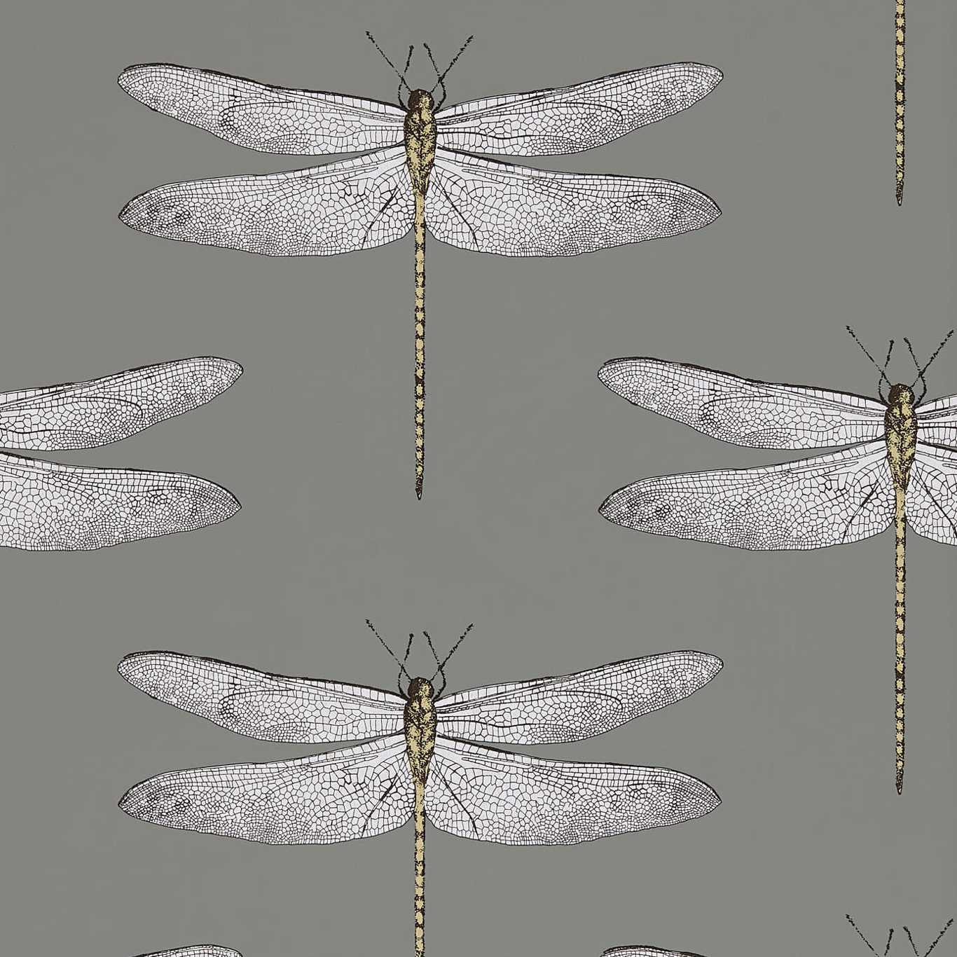 Harlequin Demoiselle