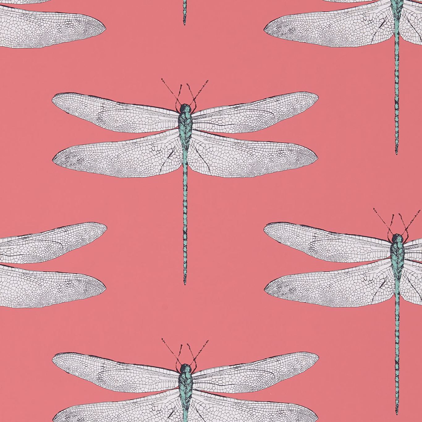 Harlequin Demoiselle