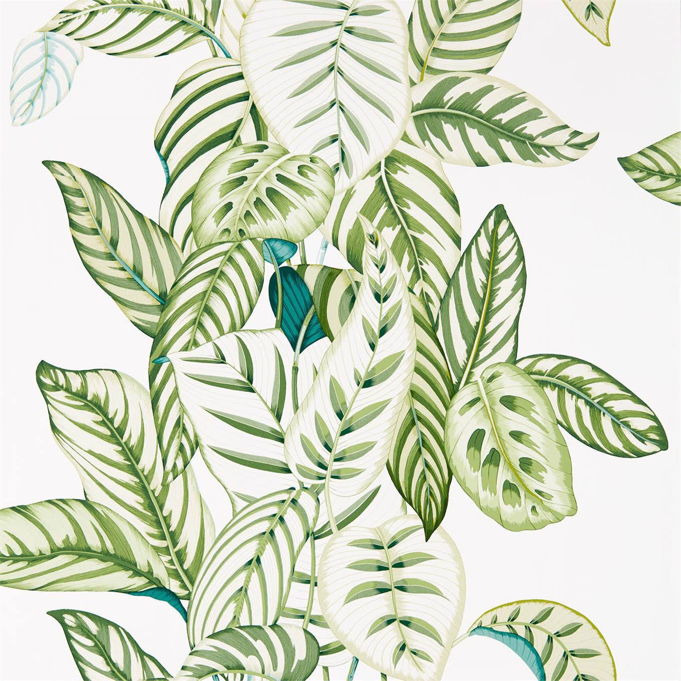 Sanderson Calathea