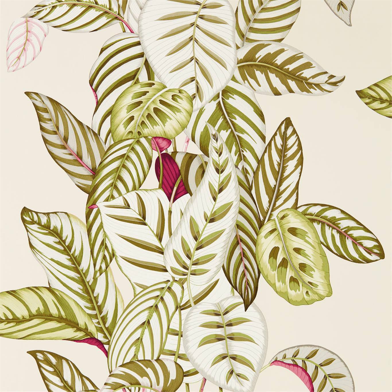 Sanderson Calathea